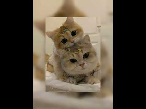 Видео: Чародейка speed up
