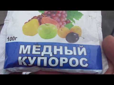 Видео: ОБРАБОТКА ТЕПЛИЦЫ МЕДНЫМ КУПОРОСОМ УНИЧТОЖИТ ВСЮ ПРОШЛОГОДНЮЮ ФИТОФТОРУ. Ольга Чернова.