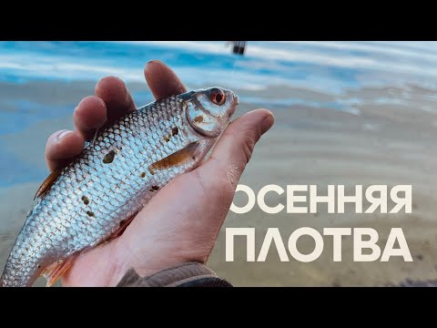 Видео: РЫБАЛКА на ФИДЕР ОСЕНЬЮ… ловля ПЛОТВЫ. Поиск новых локаций !!