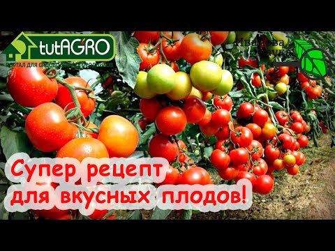 Видео: НЕ ПОЛЕНИТЕСЬ И ЗАБОДЯЖЬТЕ! ПОСЛЕ ЭТОГО СРЕДСТВА ТОМАТОВ БУДЕТ МНОГО и ОНИ БУДУТ ВКУСНЫЕ!!!