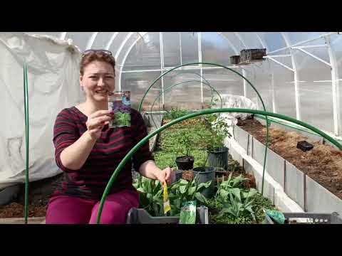 Видео: МНЕ МАЛО ГРЯДОК | СЕЮ КАПУСТУ НА РАССАДУ | ПЕКИНСКАЯ КАПУСТА ПОЛУЧИТСЯ У ВСЕХ