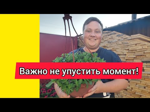Видео: СПАСАЮ ПЕТУНИЮ! Не всё потеряно!!!