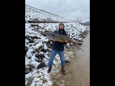 Видео: рыбалка веслонос (семейство осетровых) посол черной икры