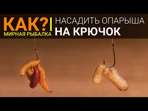 Видео: Как насадить опарыша на крючок правильно?