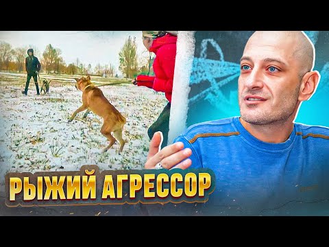 Видео: Рыжий агрессор(Агрессия на собак)
