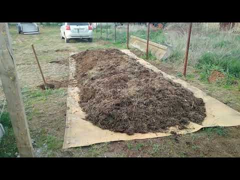 Видео: Червь Старатель- навозный червь! Подготовка к разведению червя в бурте.