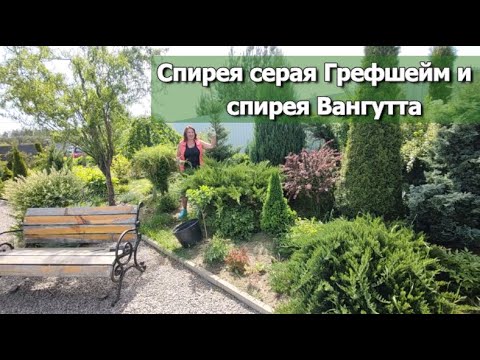 Видео: ЧЕМ ОТЛИЧАЕТСЯ СПИРЕЯ СЕРАЯ ГРЕФШЕЙМ ОТ ВАНГУТТА | Спирея серая Грефшейм и Вангутта: сравнение