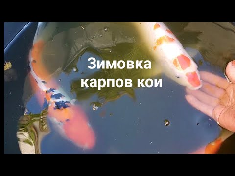 Видео: Зимовка карпов кои.Немного о пруде.