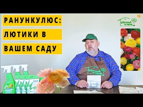 Видео: Ранункулюсы (садовые лютики): всё о посадке и уходе за ними