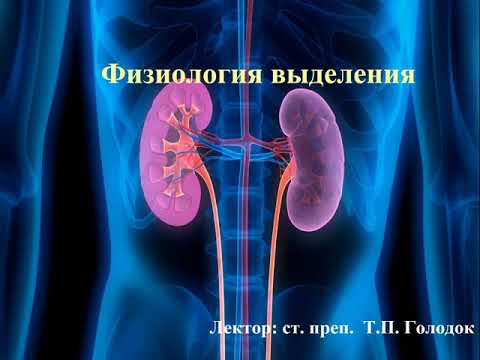 Видео: Физиология выделения
