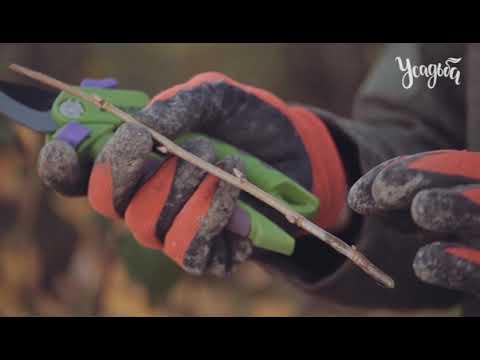 Видео: ПРАВИЛЬНАЯ ОБРЕЗКА СМОРОДИНЫ ОСЕНЬЮ