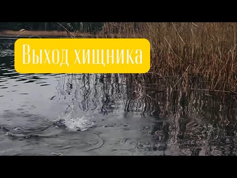 Видео: Выход хищника