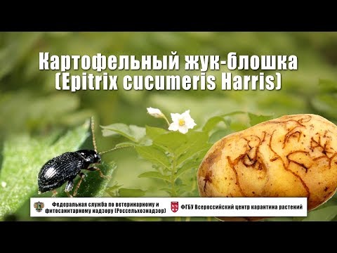 Видео: Картофельный жук-блошка (Epitrix cucumeris Harris)