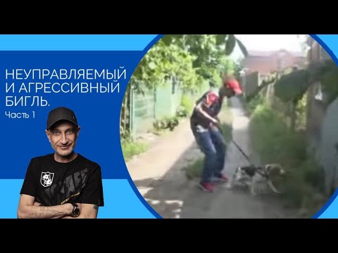 Видео: Неуправляемый и агрессивный бигль