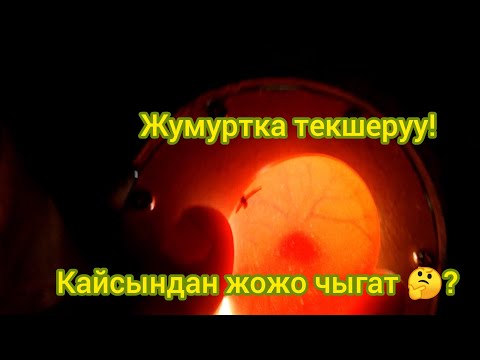 Видео: Жумуртка текшеруу. Кандай жумурткадан жожо чыгат?