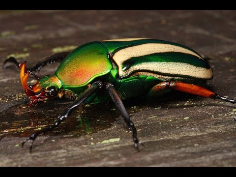 Видео: Африканские бронзовки и бронзовки хелорина