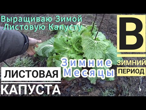 Видео: ЛИСТОВАЯ КАПУСТА🥬в Зимний период❄️, смелый эксперимент на открытом грунте (мой опыт и размышления)