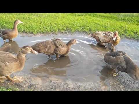 Видео: Мускусные утки Особенности кормления тяжелой линии