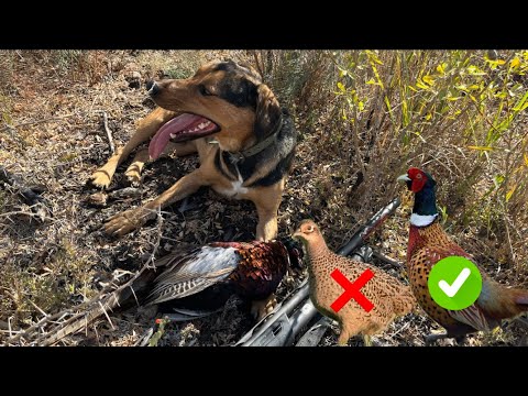 Видео: Кезекті аңшылық. Қырғауыл аулау 2023ж. Охота на фазана 2023г @azamatgs