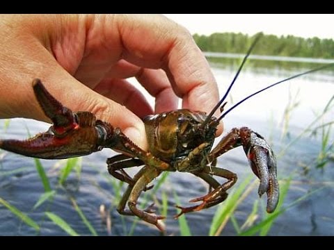 Видео: Подводная Охота на Раков. Палатки. Моя Первая Серебряная Монета