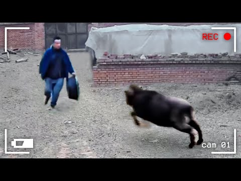 Видео: Невероятные Моменты С Животными, Снятые На Камеру