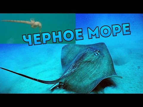 Видео: Дайвинг.Подводная съемка. Прибрежные обитатели Черного моря.Diving in the Black sea.