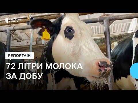 Видео: 72 л молока за добу дає корова Гава: як досягти таких рекордів – знає підприємець з Чернігівщини