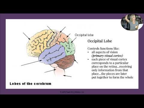 Видео: Перевернутые заметки. Часть вторая для курса психологии AP от Мэнди Райс