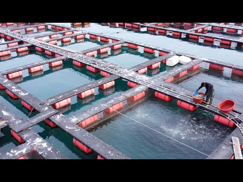 Видео: Рыбная ферма с искусственным интеллектом и фабрика гигиены | Корейская еда