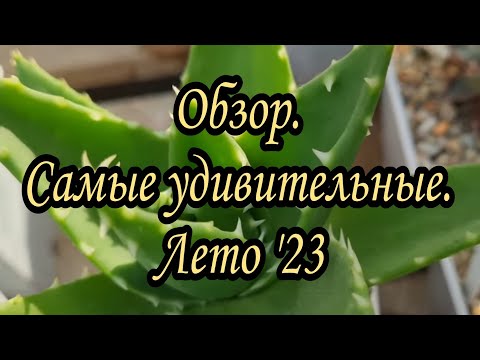 Видео: Обзор. Мои удивительные суккуленты. Часть 2