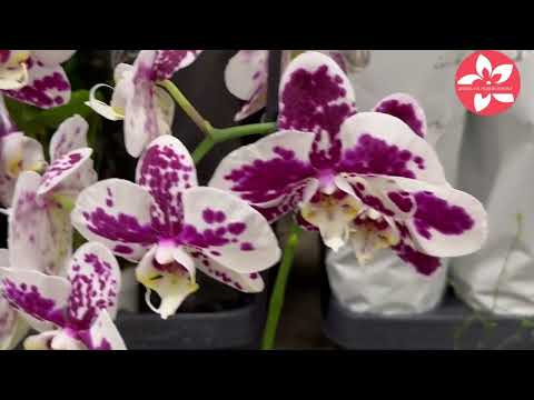 Видео: Обзор орхидей в магазине ОБИ город Москва