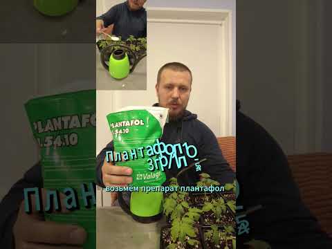 Видео: делаем рассаду мощной! #рассадапомидор #плантафол #атлетдлярастений