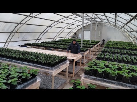 Видео: Что творится у нас В ТЕПЛИЦЕ? ОБЗОР РАСТЕНИЙ на 1 декабря!