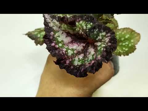 Видео: ❤️Бегонии почтой.Детки и листы.❤️2 часть.