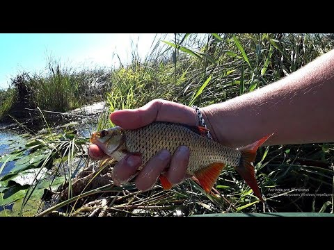 Видео: ЛОВЛЯ КРАСНОПЕРКИ НА ПОПЛА ПОППЕР С ЛОДКИ!!!