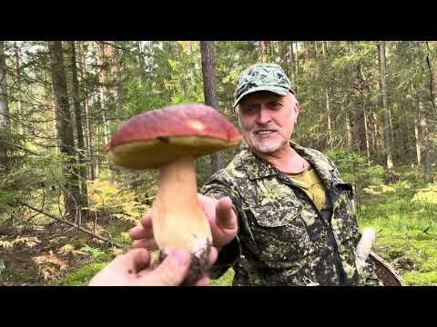 Видео: В Тайгу на поиски БАРАБИНГИ !