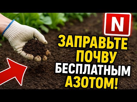 Видео: Осенний лайфхак: Заправьте почву бесплатным азотом прямо сейчас!