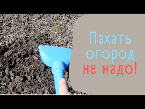 Видео: Огород не вспахиваю и вот результат! Огород без перекопки второй год