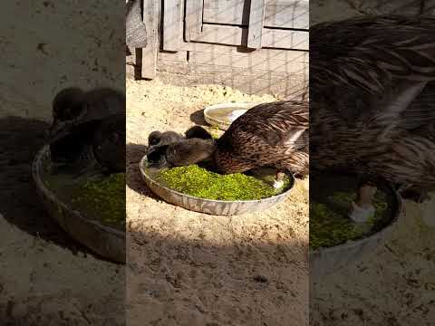 Видео: новые надежды