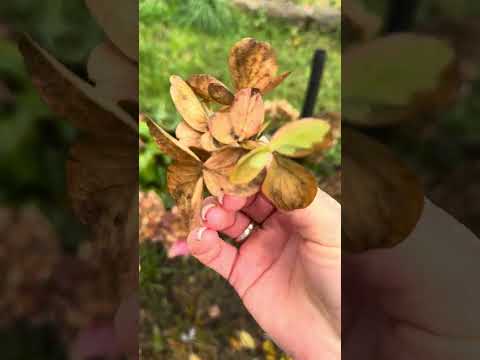 Видео: 25.10.25 розы, гортензии, спаржа (киевская обл)