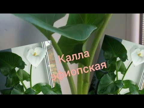 Видео: Комнатные цветы.Калла эфиопская.Как заставить каллу цвести?