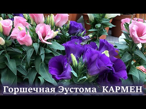 Видео: Горшечная эустома КАРМЕН