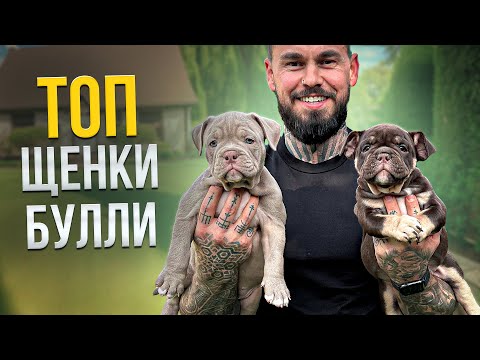 Видео: Как правильно выбирать булли! Цены на щенков!
