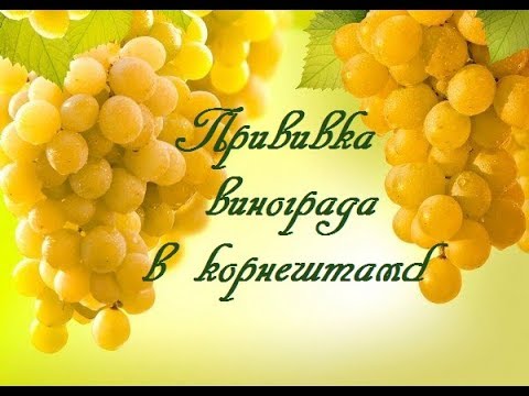 Видео: Прививка винограда в корнештамб.