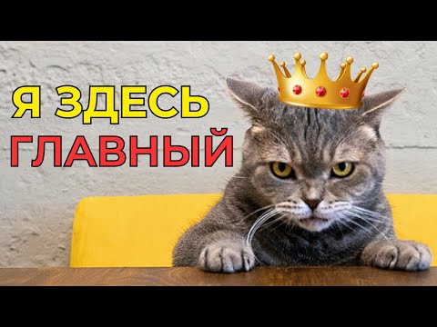 Видео: Если КОШКА ДЕЛАЕТ ЭТО, значит ОНА ГЛАВНАЯ В ДОМЕ 😼👑