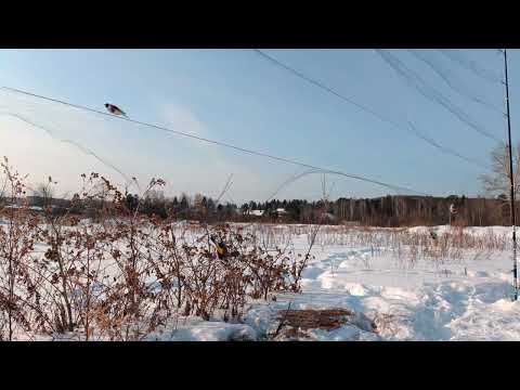 Видео: Ловля щеглов 24.02.2025.