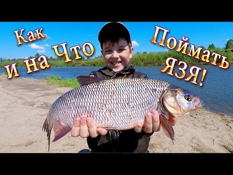 Видео: Как и на Что Поймать Язя? Рыбалка на Фидер - Способ Ловли!