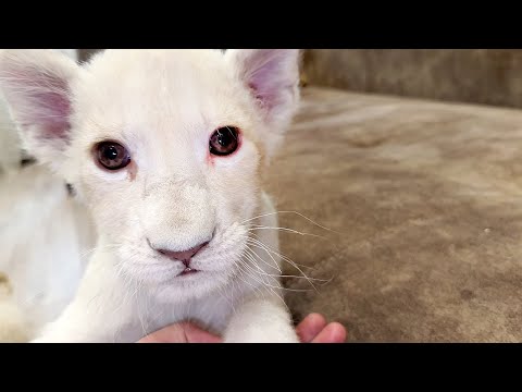 Видео: Львята САМИ ВЫШЛИ из логова в квартиру, один из братьев решил что он ЛЕОПАРД и почти упал со стула)