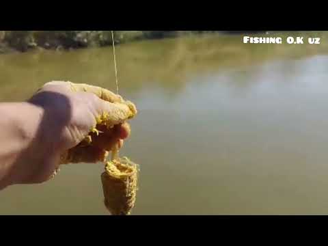Видео: Бугун Мутный каналга балиқ овига бордик #баликови #рыбалка #fishing #telegram 
