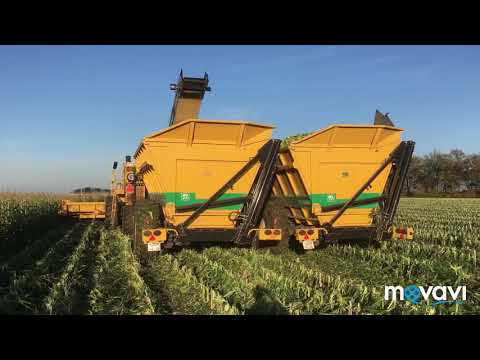 Видео: Уборка сахарной кукурузы современной техникой Oxbo 8430